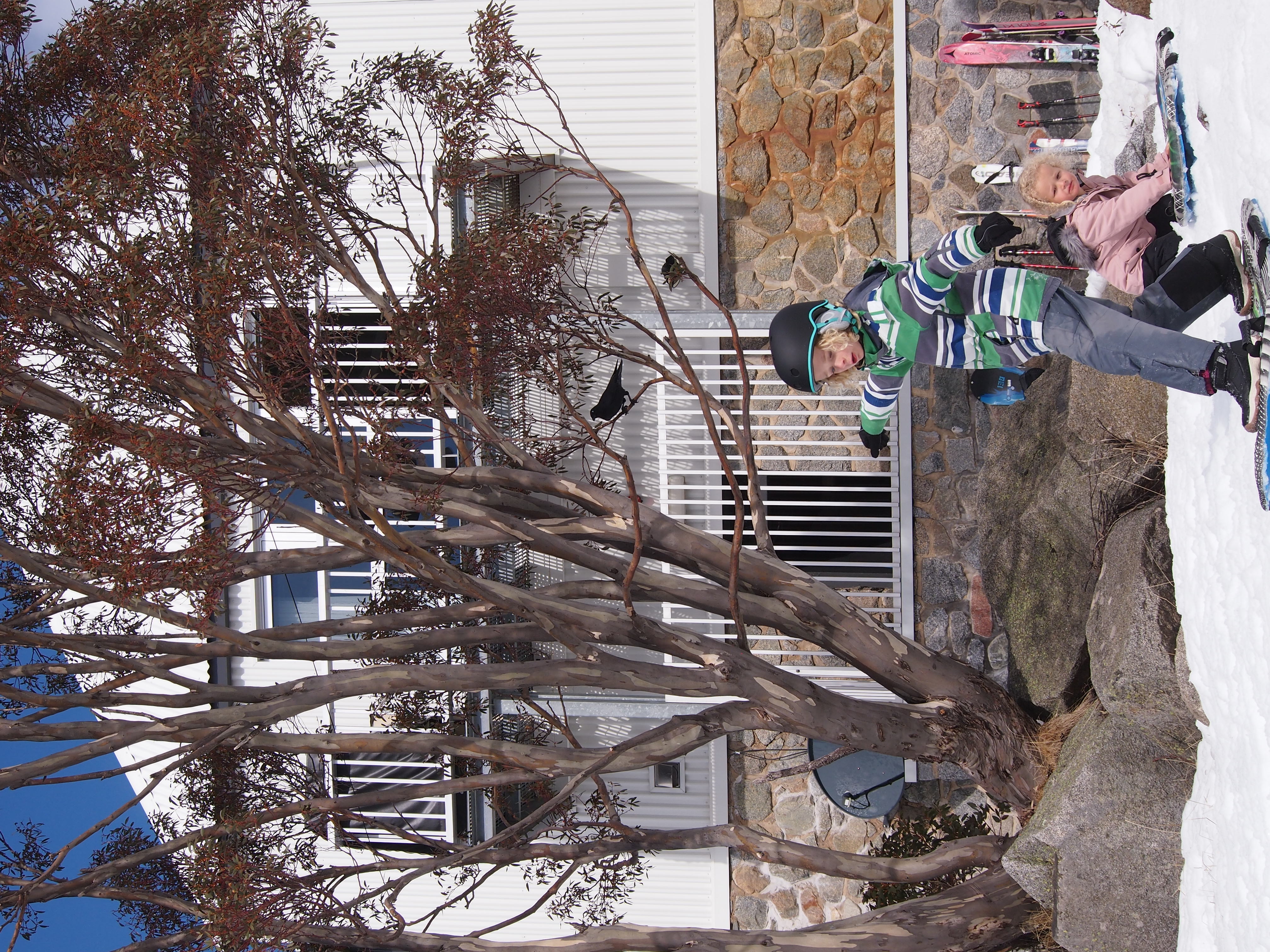 Marion's snow gums